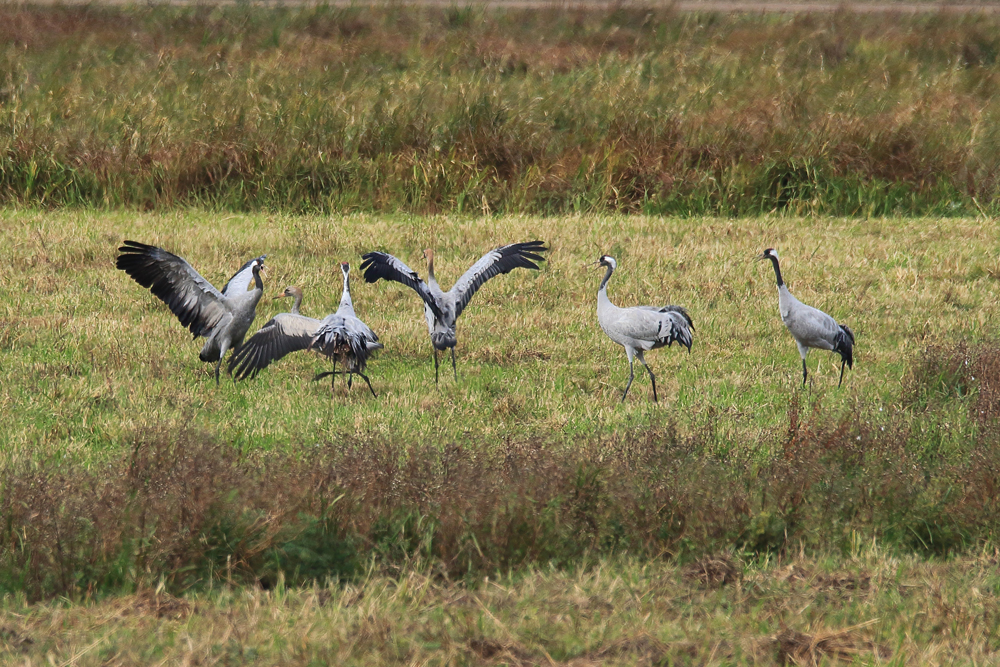Photograph of cranes at WWT Welney