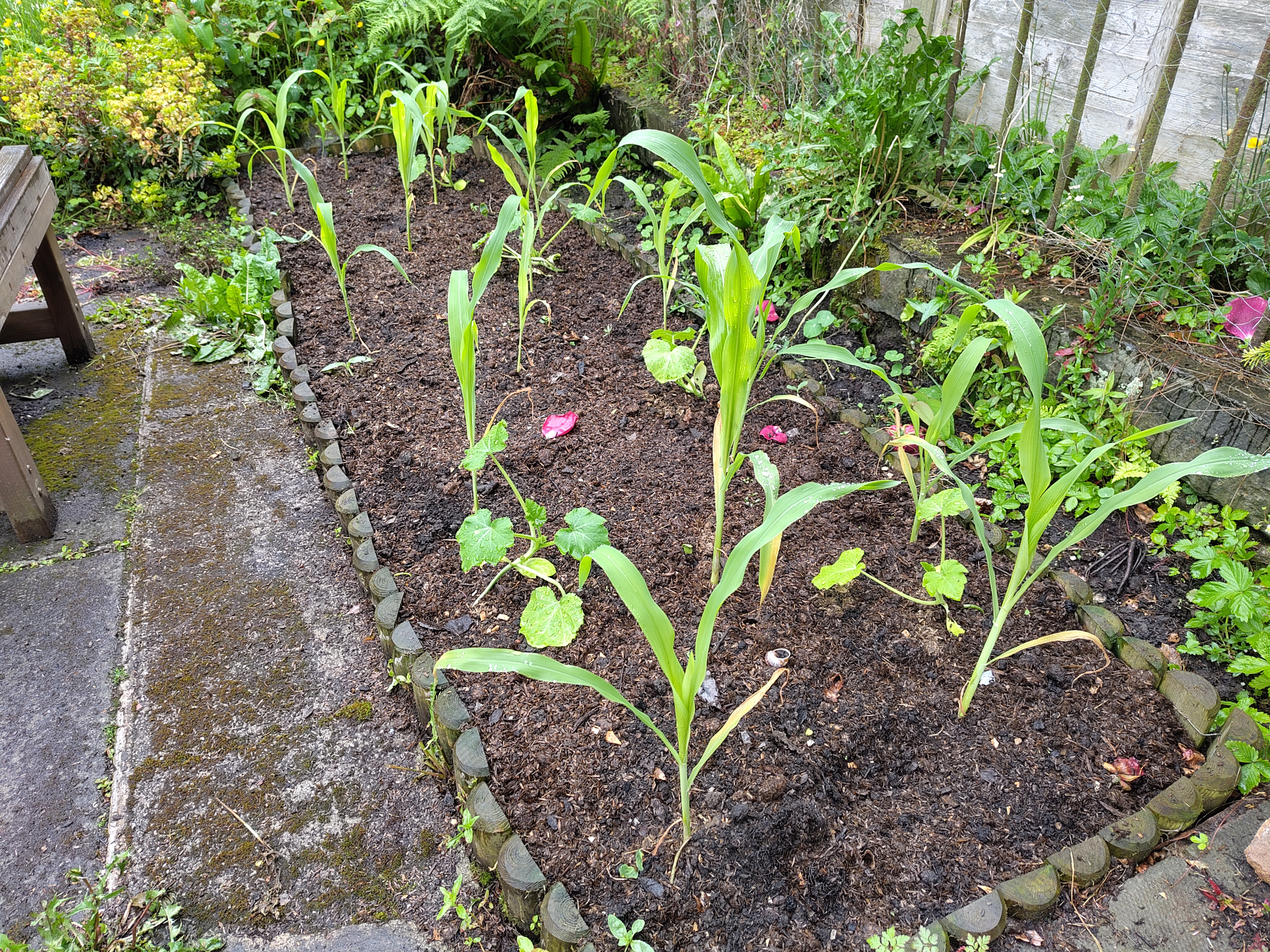 A photograph of some seedlings in vegetable patch.